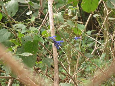 Salvia guaranitica, photographed by Cecilia C. Morgan