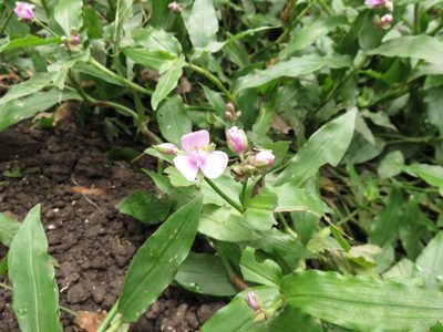 Tripogandra diuretica, photographed by Cecilia C. Morgan