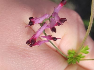 Fumaria muralis, photographed by Julia Palmer
