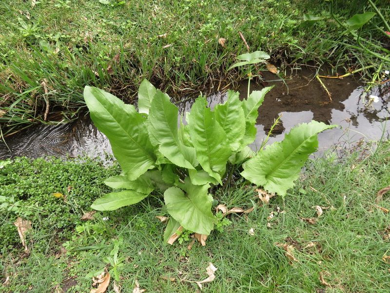 Senecio bonariensis, photographed by Cecilia C. Morgan
