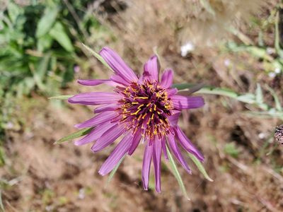 Tragopogon porrifolius, photographed by Mary K. Hanson