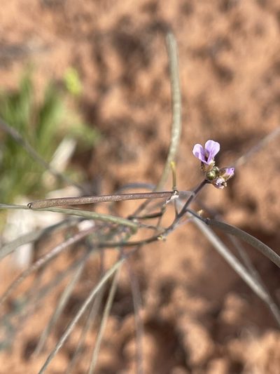 Boechera quadrangulensis, photographed by Robbie Hannawacker