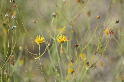 Thelesperma megapotamicum, photographed by veonatura