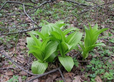 Veratrum lobelianum, photographed by Эльмира