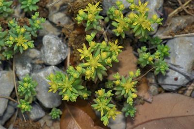 Sedum nuttallii, photographed by Michelle W. （鍾偉瑋）