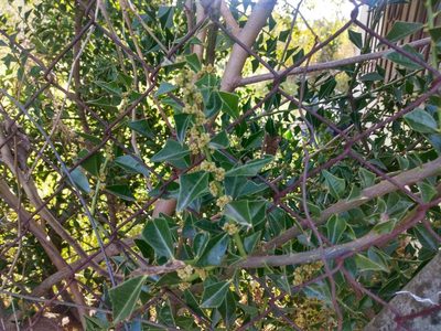 Jodina rhombifolia, photographed by Cecilia C. Morgan