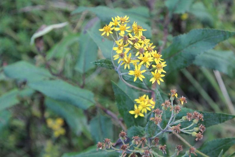 Senecio otites, photographed by Cesar Ormazabal
