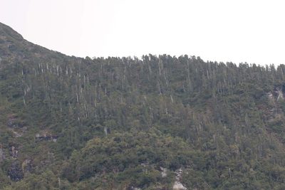 Fitzroya cupressoides, photographed by Cesar Ormazabal