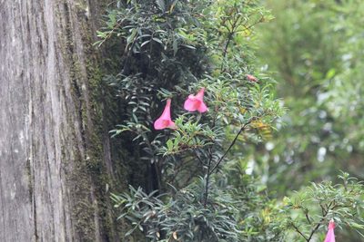 Philesia magellanica, photographed by Cesar Ormazabal