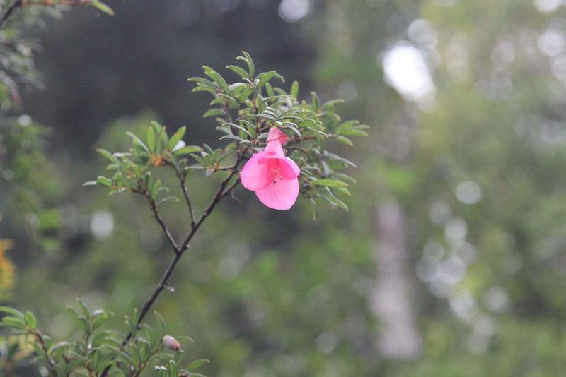 Philesia magellanica, photographed by Cesar Ormazabal