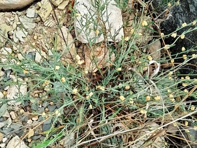 Thamnosma texana