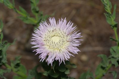 Plectocephalus americanus, photographed by Michelle W. （鍾偉瑋）
