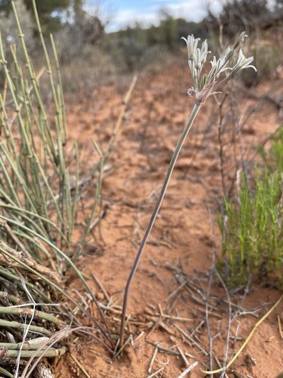 Androstephium breviflorum, photographed by Robbie Hannawacker