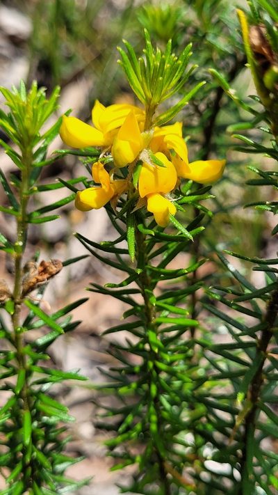 Phyllota squarrosa, photographed by Eamonn Culhane