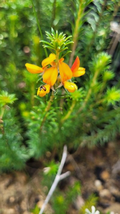 Phyllota squarrosa, photographed by Eamonn Culhane
