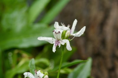Dianthera americana, photographed by Michelle W. （鍾偉瑋）