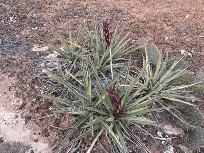 Yucca baccata, photographed by Robbie Hannawacker