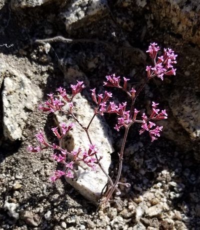 Chorizanthe leptotheca, photographed by Dan Horowitz