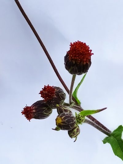 Simsia eurylepis, photographed by José Gerardo Velasco