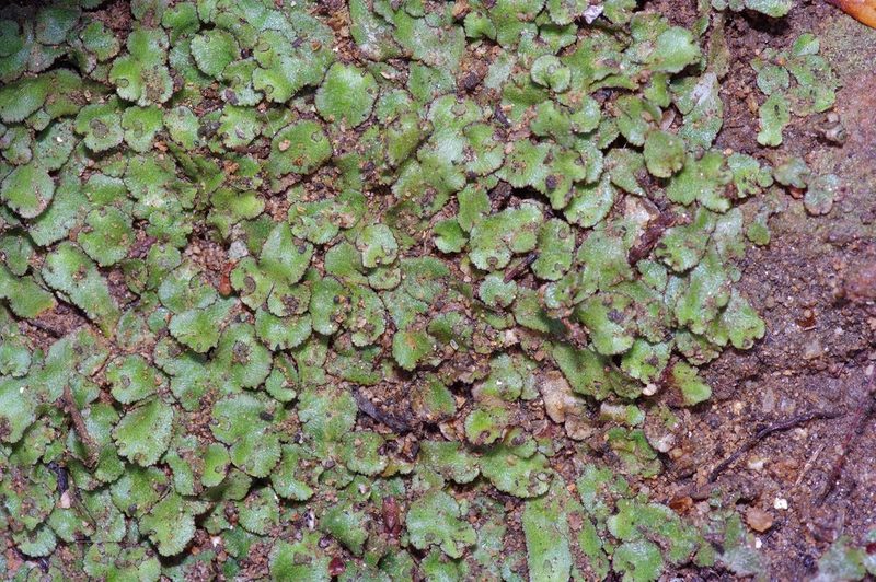 Reboulia hemisphaerica, photographed by Michelle W. （鍾偉瑋）