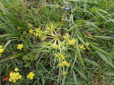 Sanicula arctopoides, photographed by Ellyne Geurts