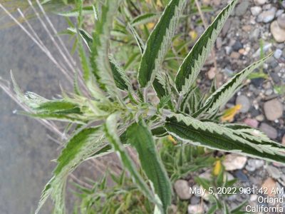 Urtica gracilis, photographed by J. Roe