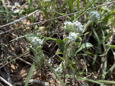 Diaperia verna, photographed by Meghan Cassidy