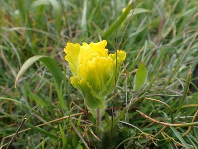 Castilleja levisecta, photographed by Ellyne Geurts