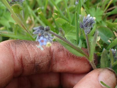 Myosotis discolor, photographed by Ellyne Geurts