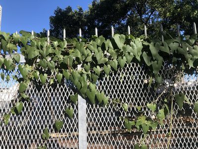 Cissus verticillata