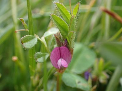 Vicia lathyroides, photographed by Ellyne Geurts