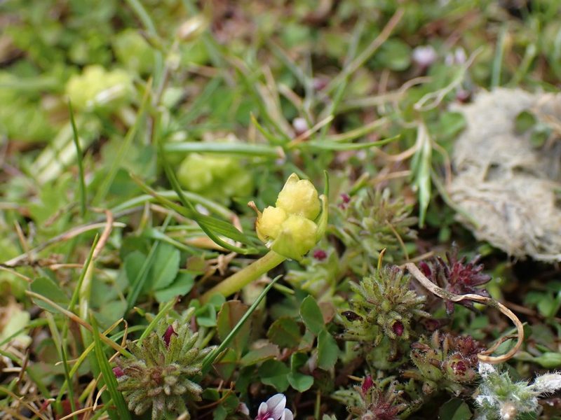 Limnanthes macounii, photographed by Ellyne Geurts