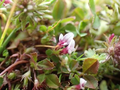 Trifolium variegatum, photographed by Ellyne Geurts