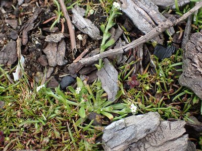 Plagiobothrys scouleri, photographed by Ellyne Geurts