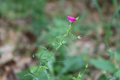 Callirhoe leiocarpa, photographed by Rich Sommer