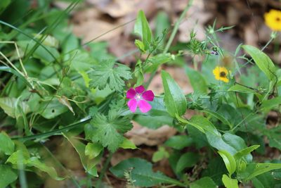 Callirhoe leiocarpa, photographed by Rich Sommer