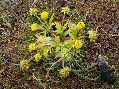 Sanicula arctopoides, photographed by Ellyne Geurts