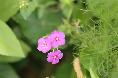 Phlox drummondii, photographed by Rich Sommer