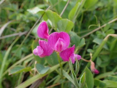 Lathyrus nevadensis, photographed by Ellyne Geurts
