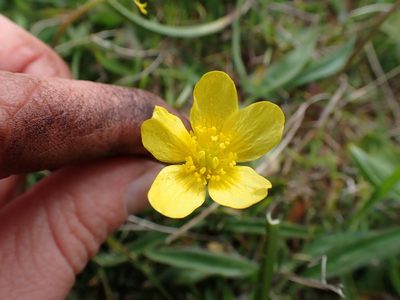 Ranunculus occidentalis, photographed by Ellyne Geurts