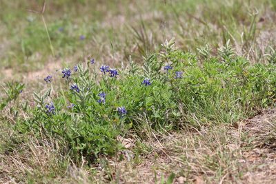 Lupinus texensis, photographed by Rich Sommer