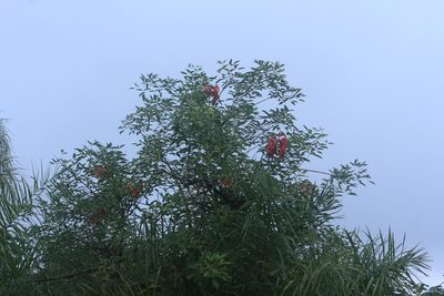 Erythrina crista-galli, photographed by Juanito Escamilla