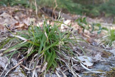 Carex pedunculata, photographed by Quinten Wiegersma