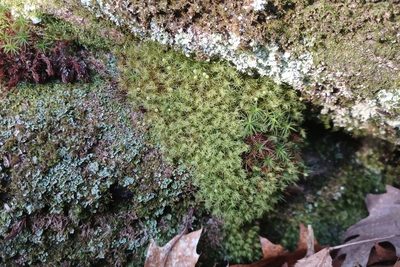 Bartramia pomiformis, photographed by Quinten Wiegersma