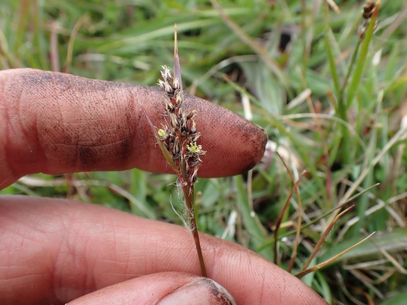 Luzula subsessilis, photographed by Ellyne Geurts