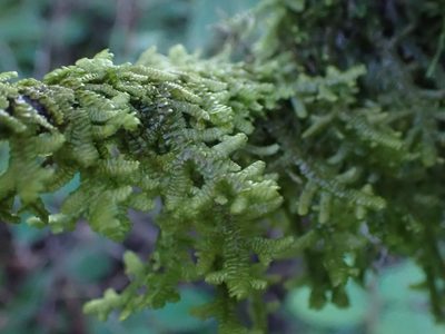 Porella navicularis, photographed by Ellyne Geurts