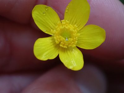 Ranunculus occidentalis, photographed by Ellyne Geurts