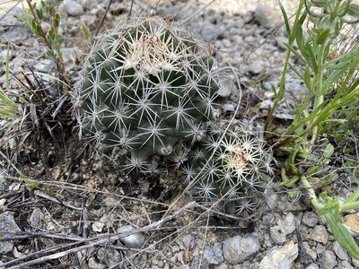 Coryphantha sulcata, photographed by Meghan Cassidy