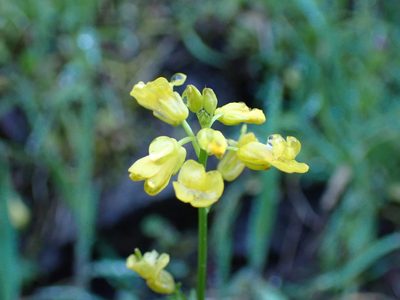 Barbarea orthoceras, photographed by Ellyne Geurts