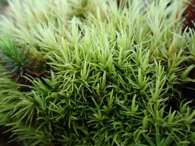 Orthodicranum tauricum, photographed by Ellyne Geurts